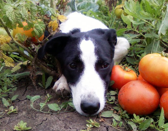 Томатный пес | Фотогалерея, Мариуполь