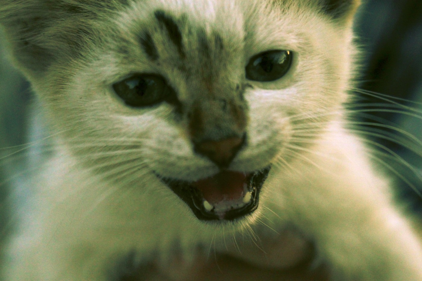 cat | Фотогалерея, Мариуполь