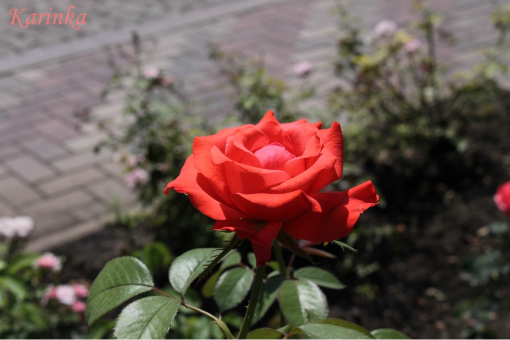 Роза | Фотогалерея, Мариуполь