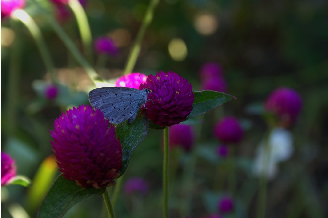 бабочка | Фотогалерея, Мариуполь