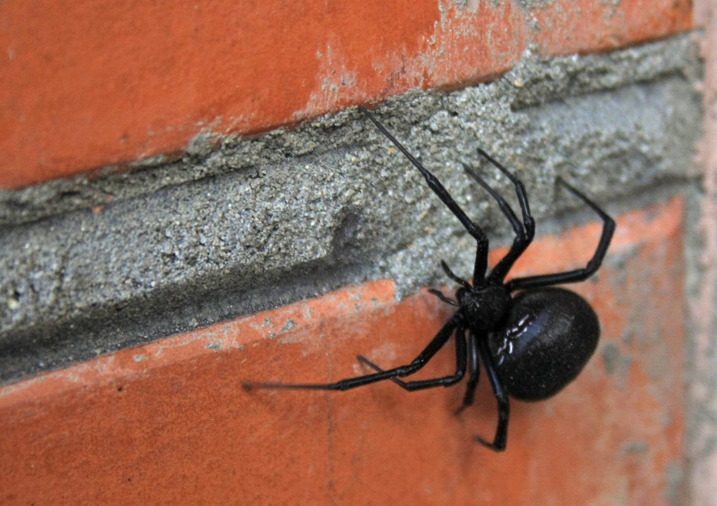 Незвестный паук | Фотогалерея, Мариуполь