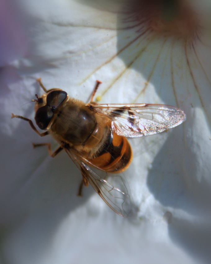 Пчела после дождя | Фотогалерея, Мариуполь