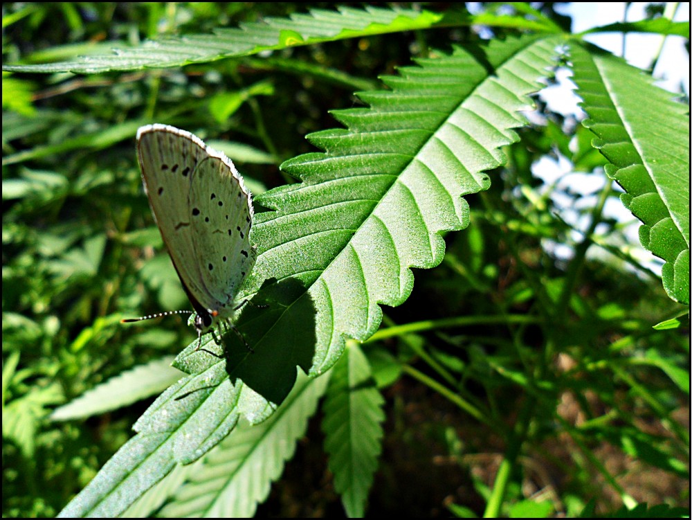 Бабочка-растаман | Фотогалерея, Мариуполь