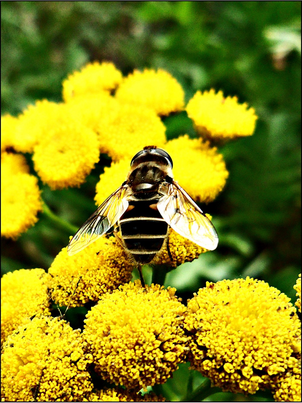 Пчелка | Фотогалерея, Мариуполь