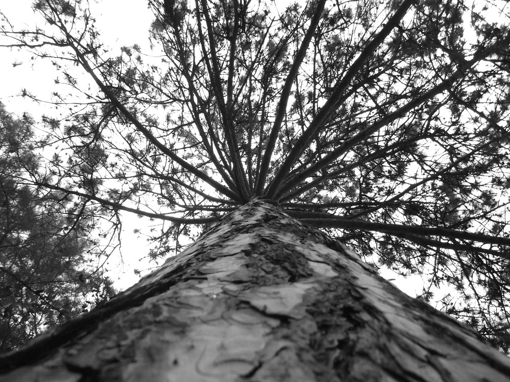 Деревцо | Фотогалерея, Мариуполь