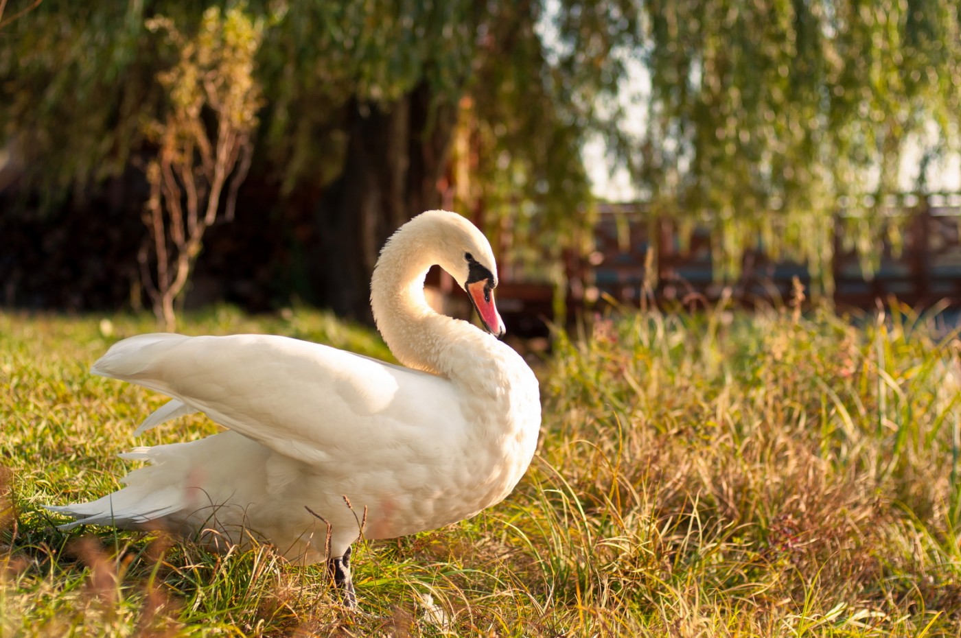 Swan | Фотогалерея, Мариуполь