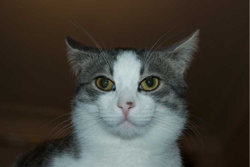 Самый Лучший Кот На Свете | Фотогалерея, Мариуполь