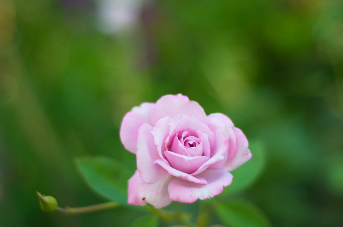 Розовая роза:) | Фотогалерея, Мариуполь